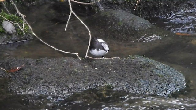 White-capped Dipper - ML581471681