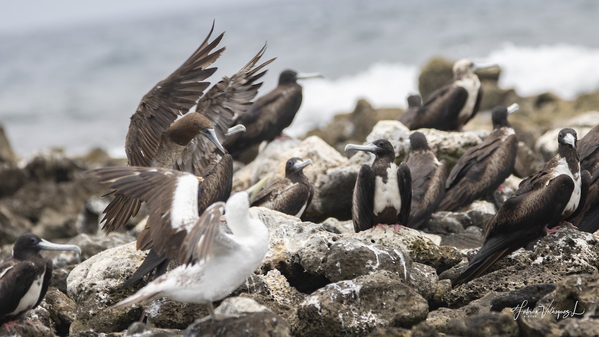 Brown Booby - ML581472081