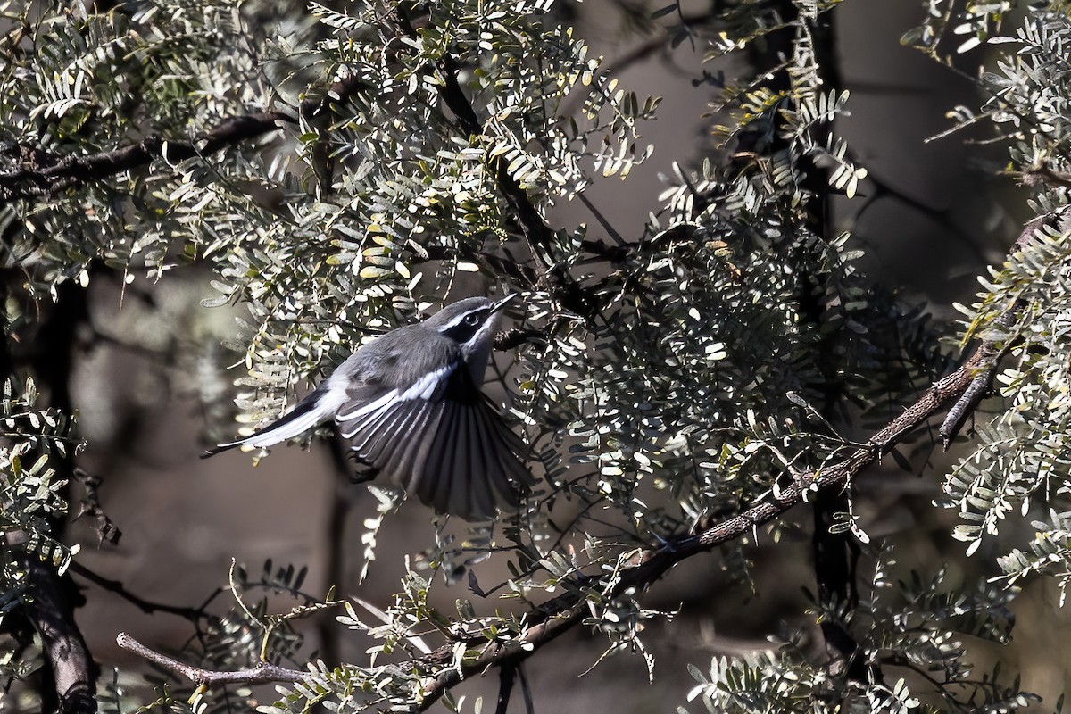 Fairy Flycatcher - ML581472191