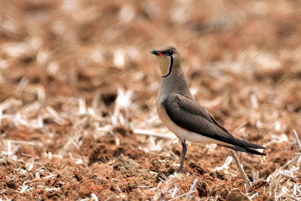 Oriental Pratincole - Premchand Reghuvaran