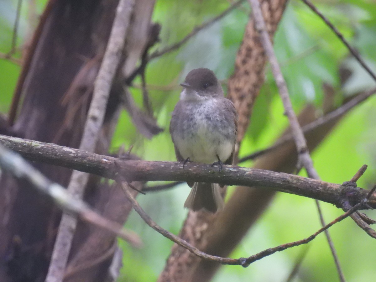 Eastern Phoebe - ML581472421
