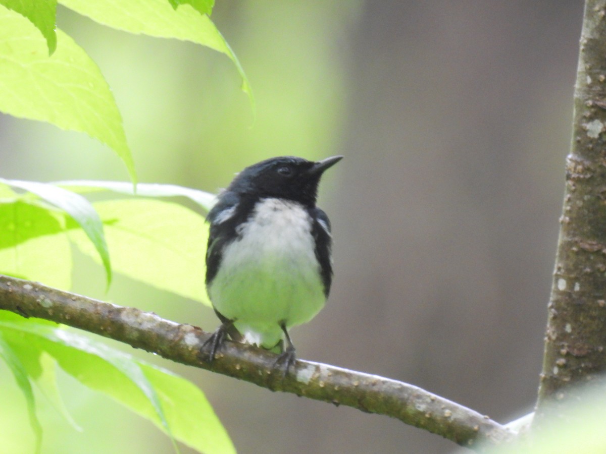 Black-throated Blue Warbler - ML581472701
