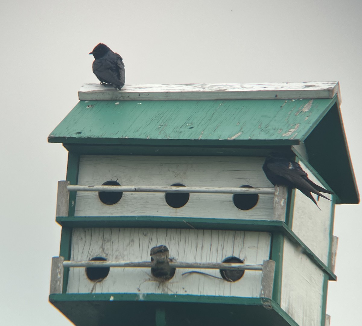 Purple Martin - ML581473191