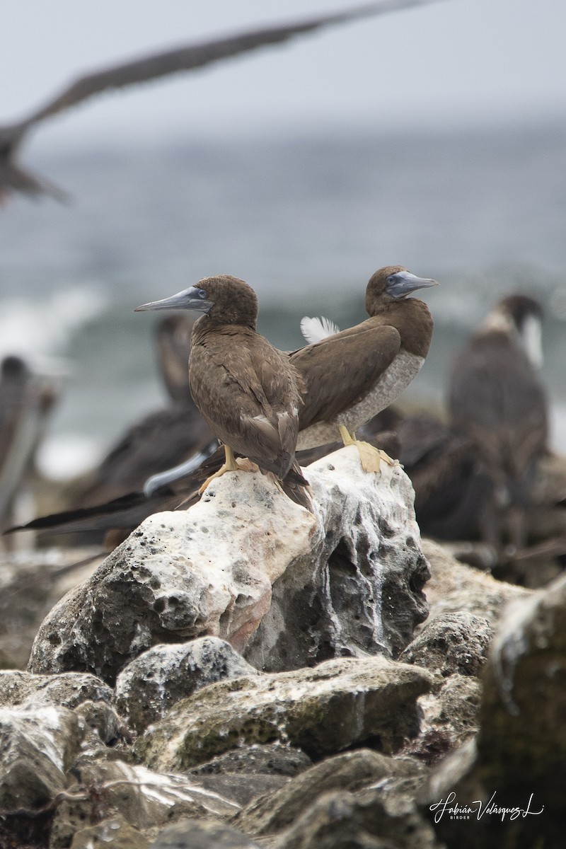Brown Booby - ML581473771