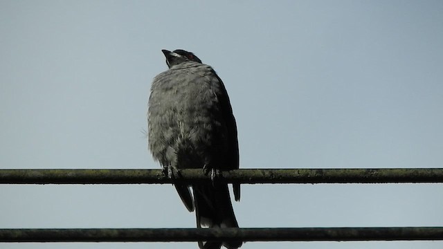 Cotinga à huppe rouge - ML581474691