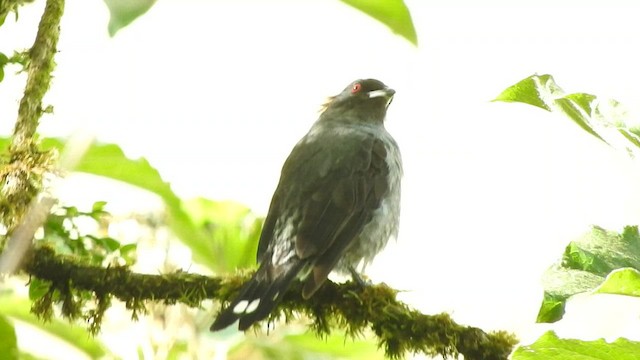 アカカンムリカザリドリ - ML581474701