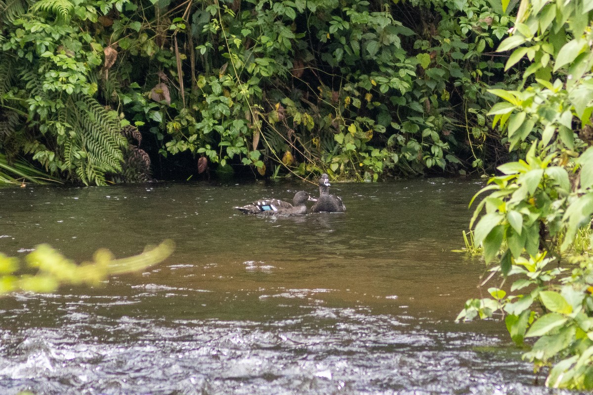 African Black Duck - ML581476351