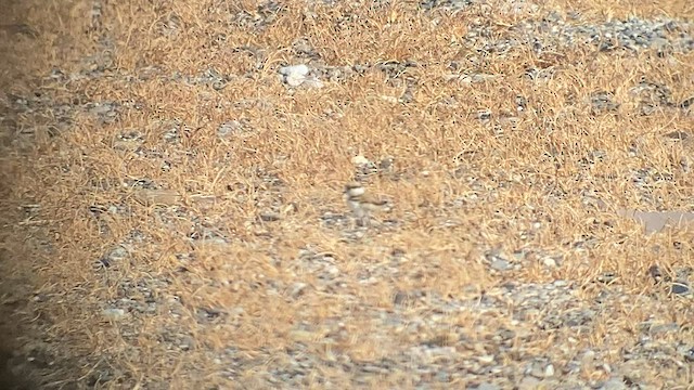 Little Ringed Plover - ML581476461