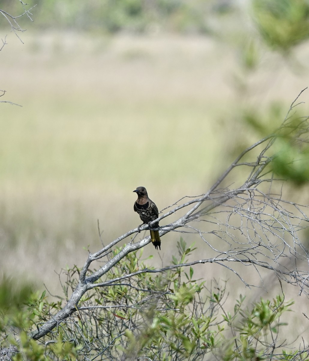 Northern Flicker - ML581476511