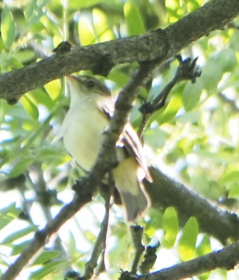 Empidonax sp. - ML581477001