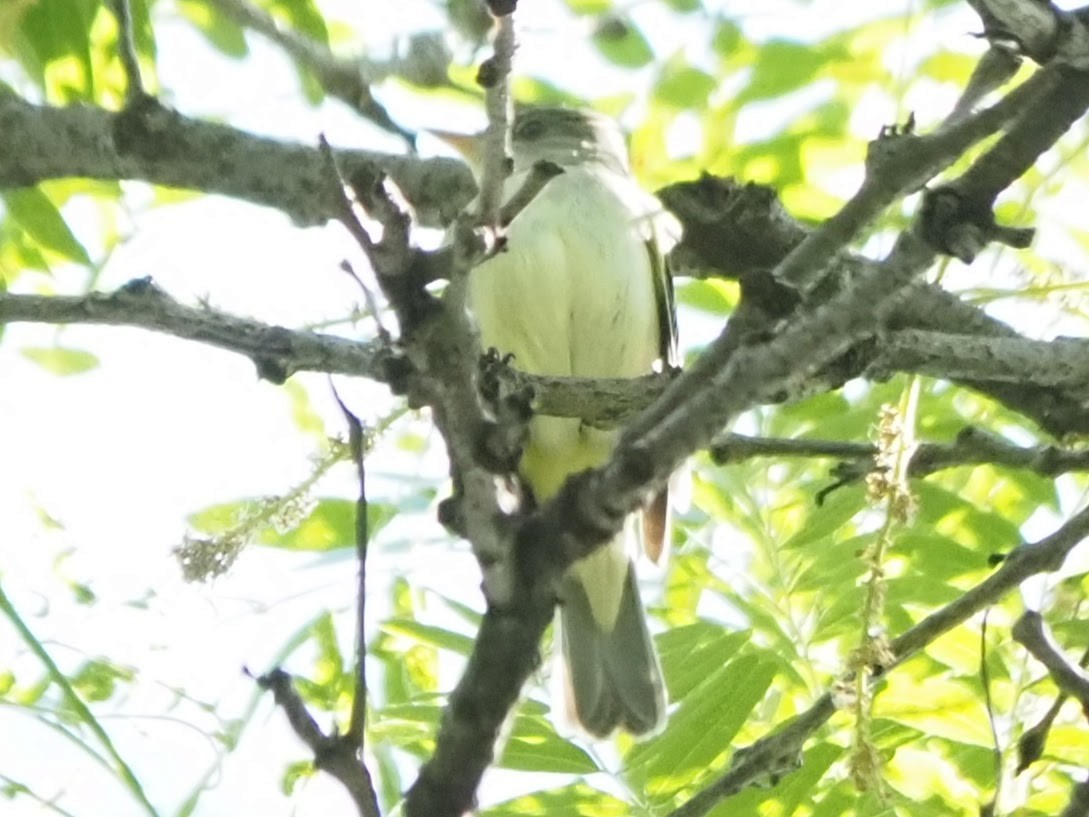 Empidonax sp. - ML581477011