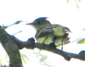 Empidonax sp. - ML581477021