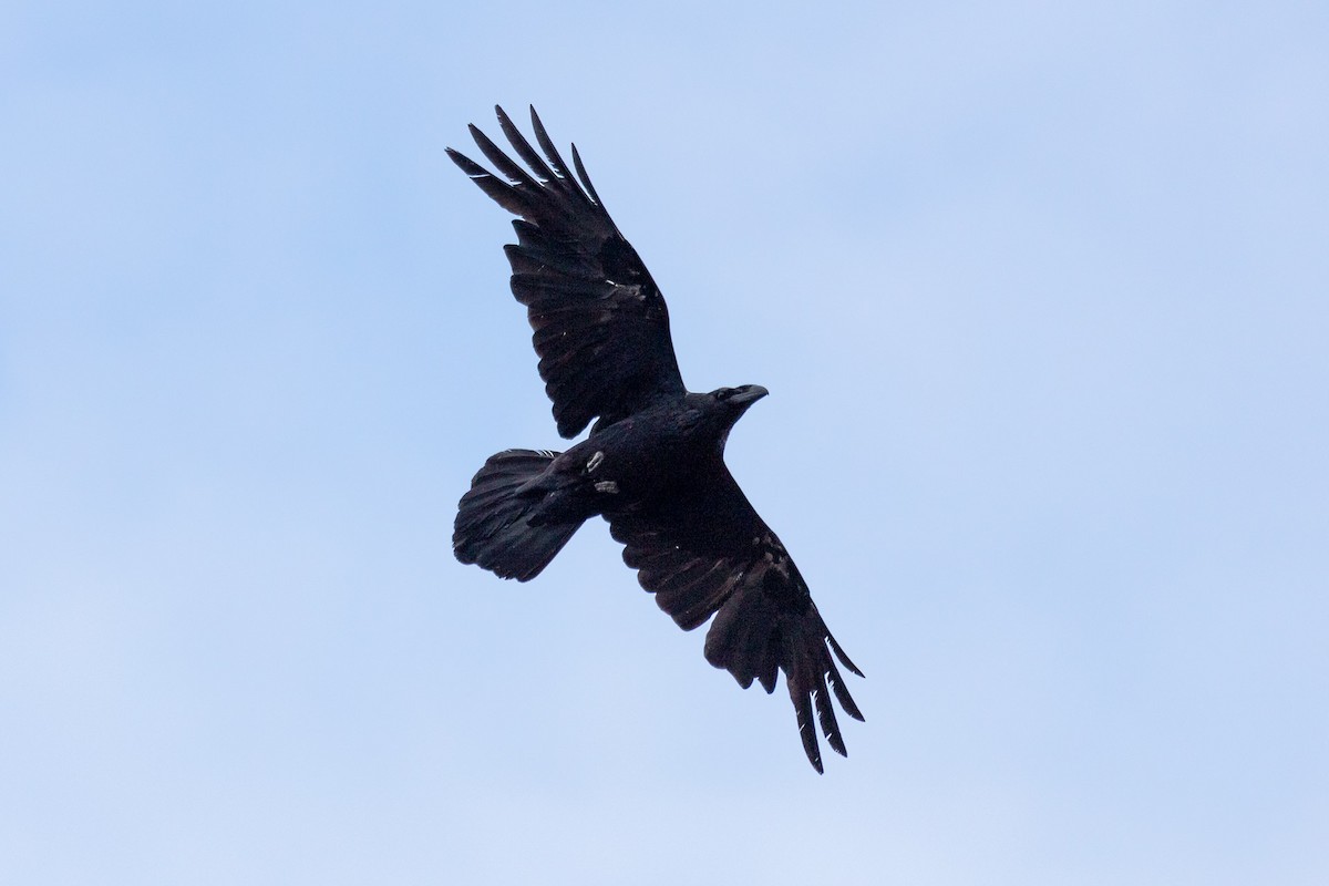 Common Raven - ML581477351