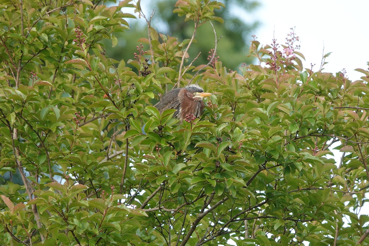 Green Heron - ML581477471