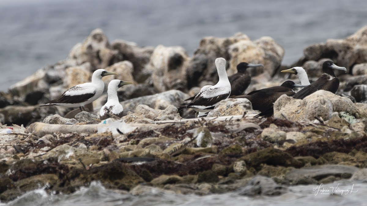 Masked Booby - ML581477961