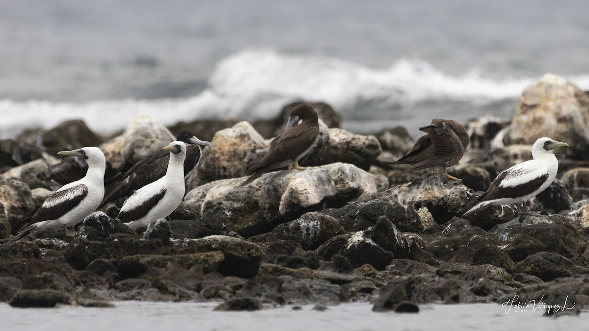 Masked Booby - ML581477971