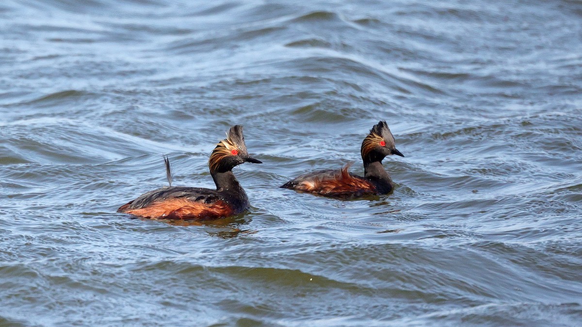 Eared Grebe - ML581477981