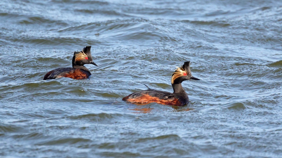 Eared Grebe - Curtis McCamy