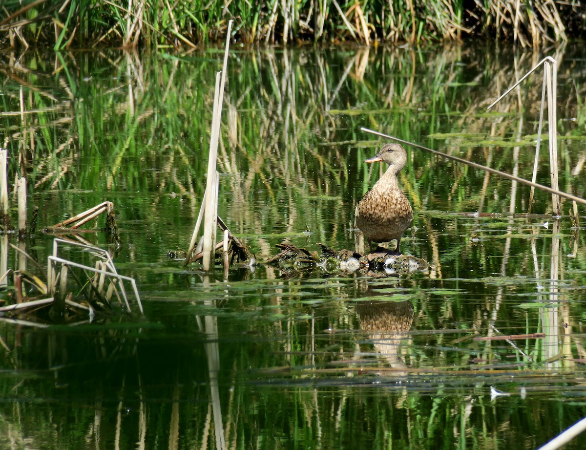 Gadwall - Juan Pérez