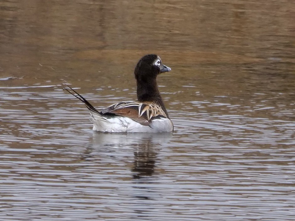 Long-tailed Duck - ML581478241