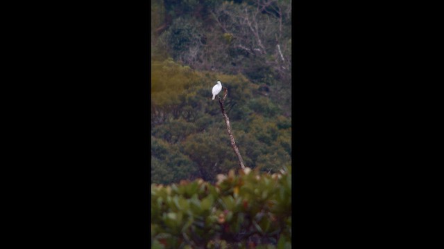 White Bellbird - ML581479281