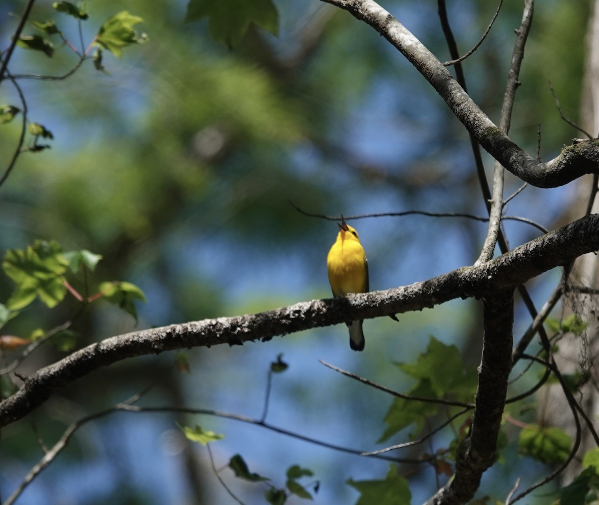 Prothonotary Warbler - ML581479431