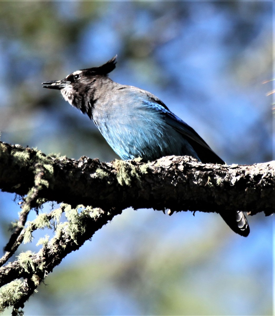 Steller's Jay - ML581480091