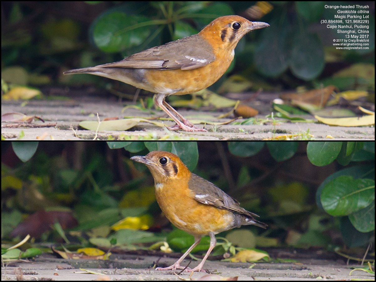 Orange-headed Thrush - ML58148051