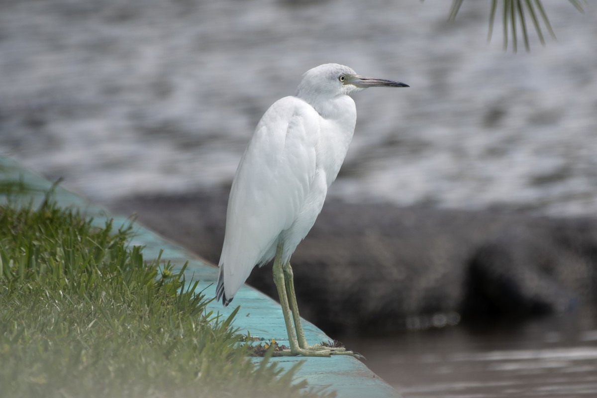 Little Blue Heron - ML581480931