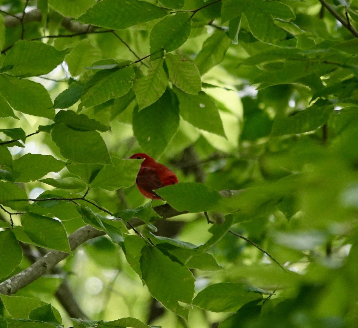 Scarlet Tanager - ML581481291