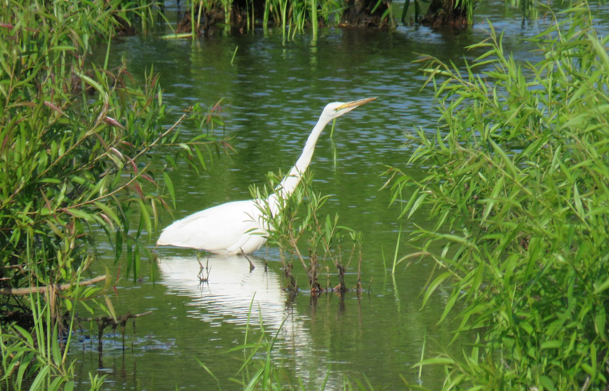 Great Egret - Toby Hardwick