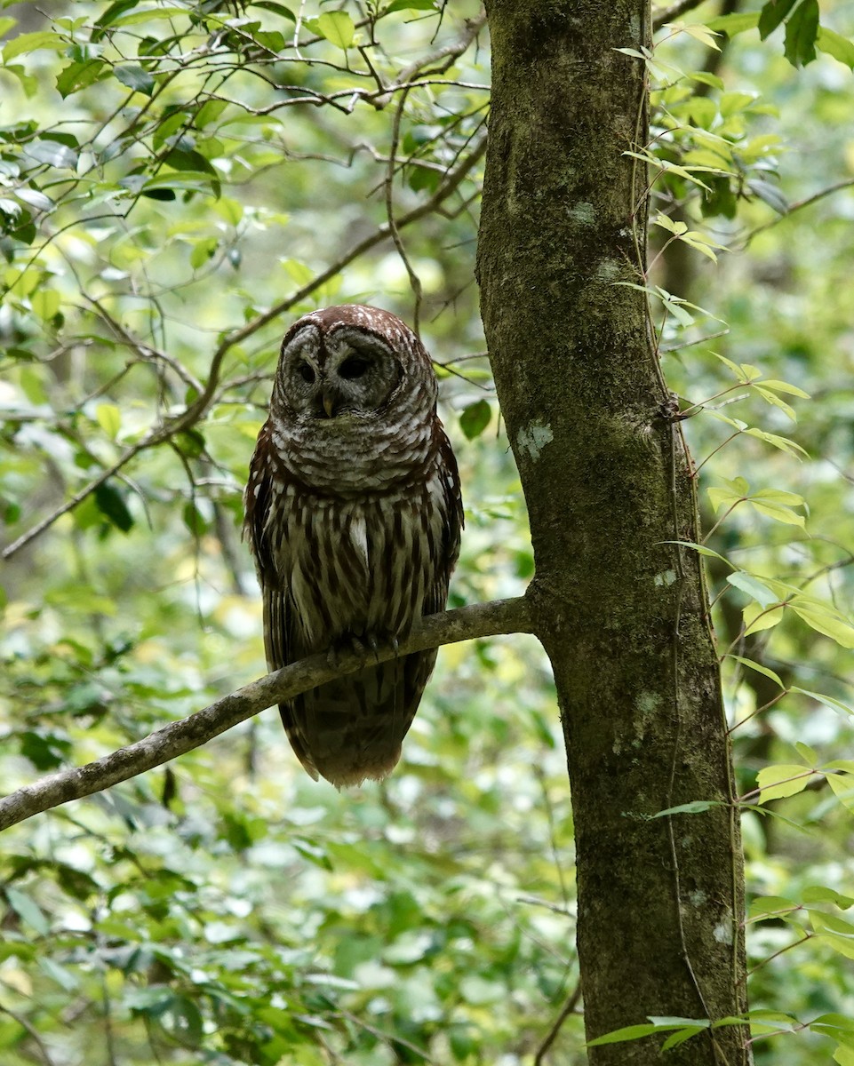 Barred Owl - Jeanne-Marie Maher