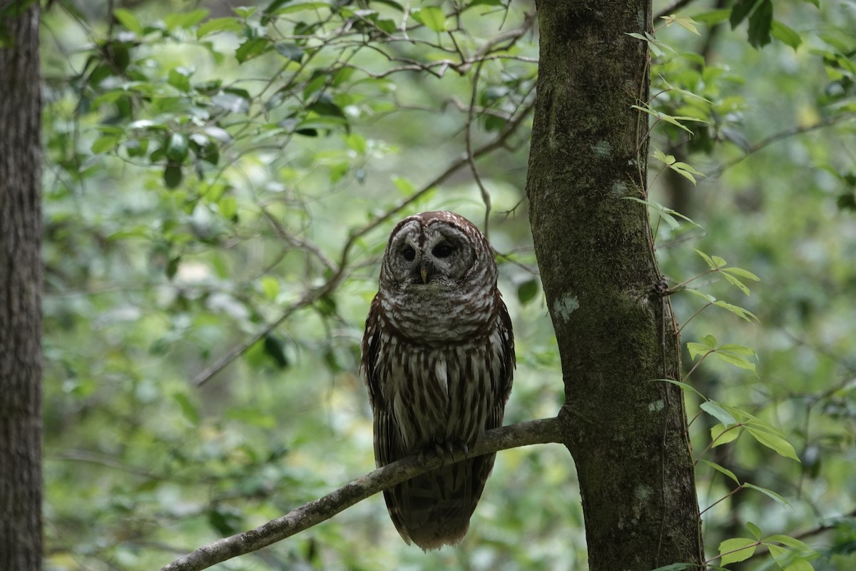 Barred Owl - ML581481491