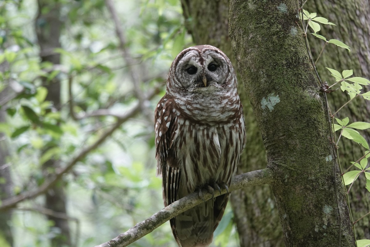 Barred Owl - ML581481591