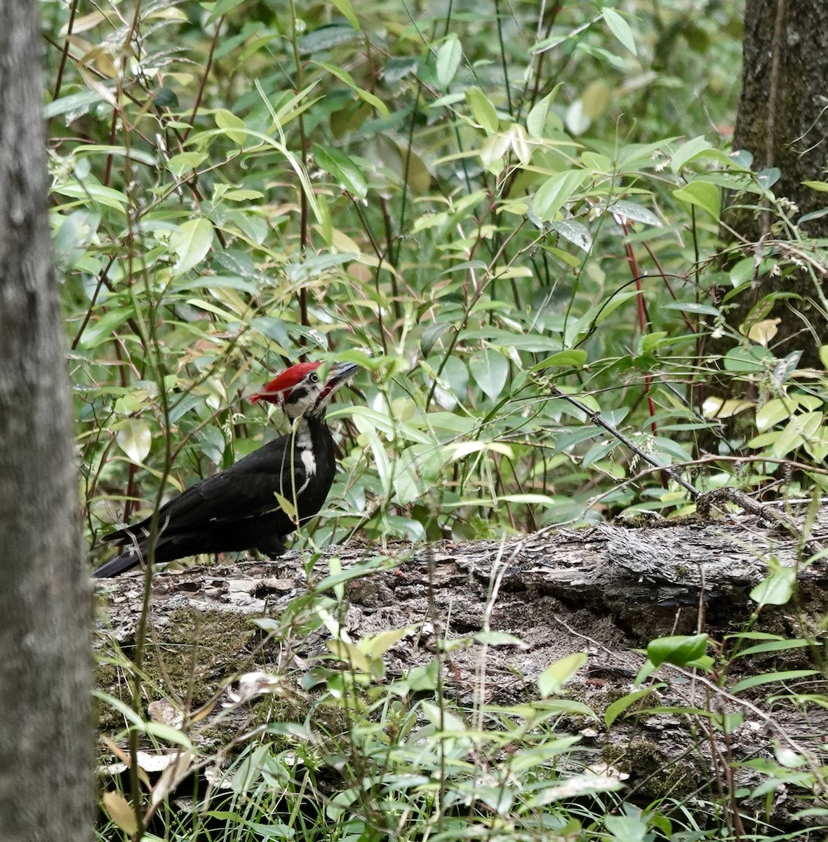 Pileated Woodpecker - ML581482131