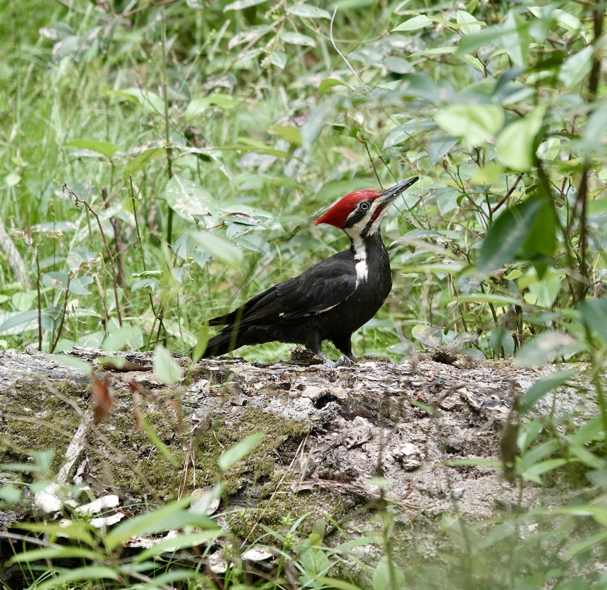 Pileated Woodpecker - ML581482281
