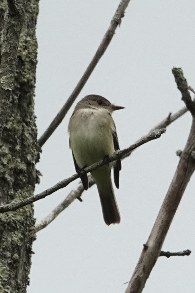 Willow Flycatcher - ML581482311