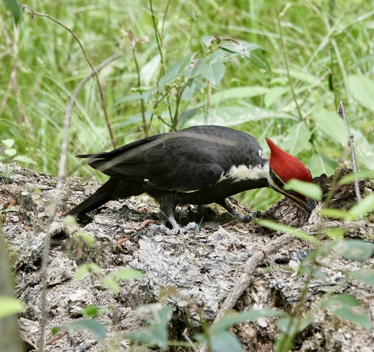 Pileated Woodpecker - ML581482331