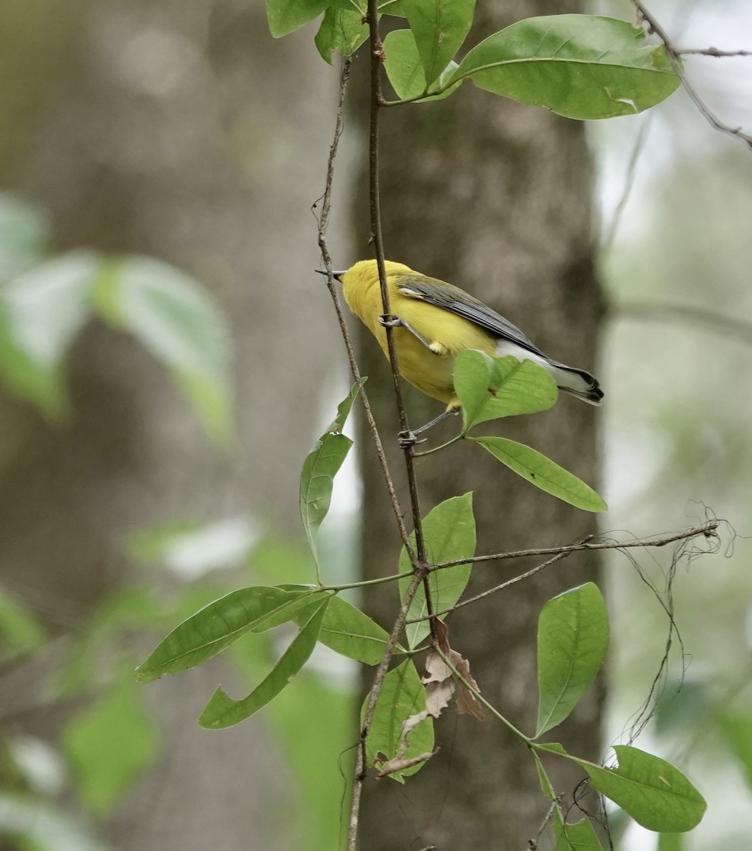 Prothonotary Warbler - ML581482661