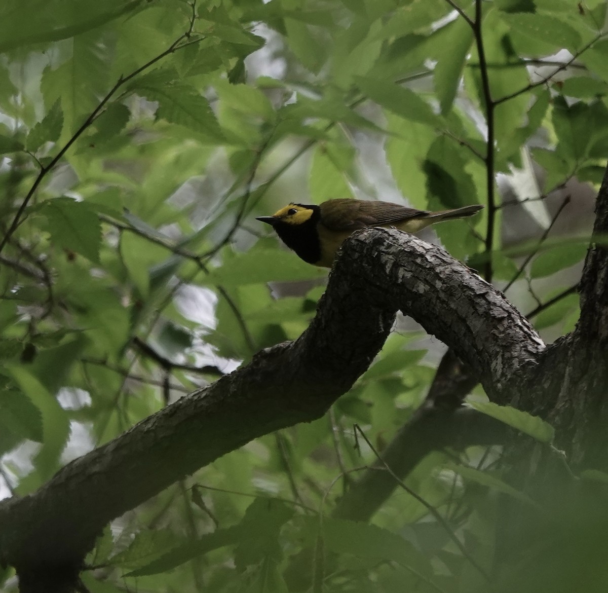 Hooded Warbler - ML581482851