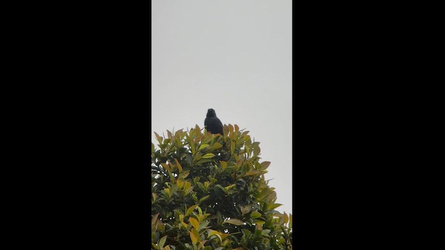 Golden-tufted Grackle - ML581483031