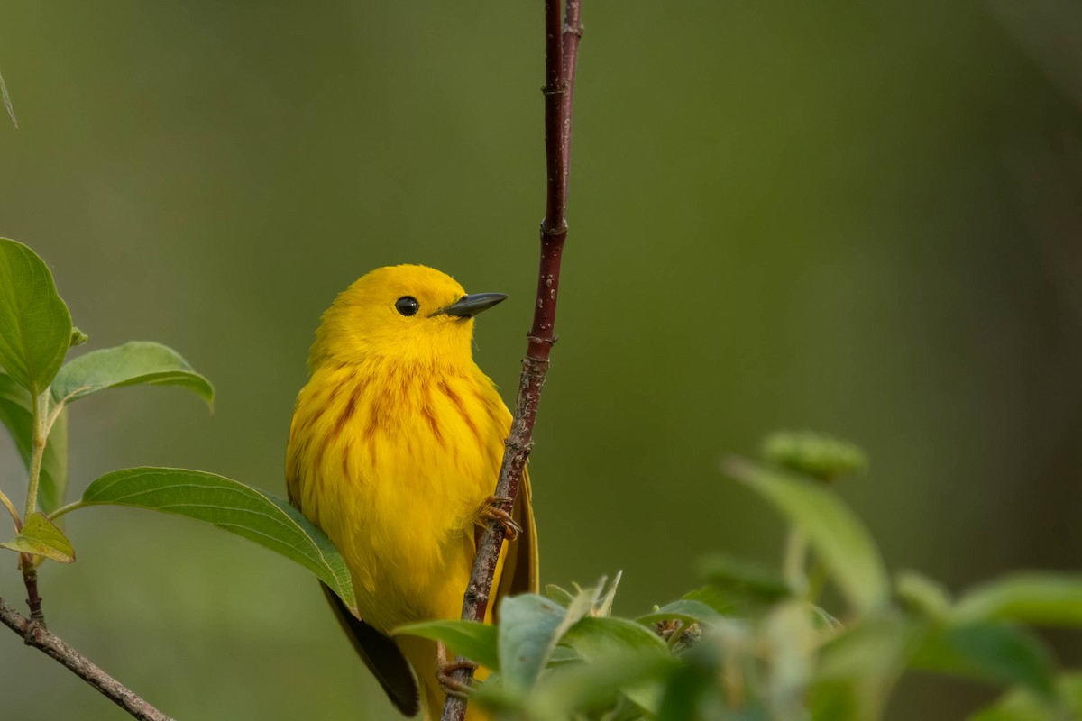 Yellow Warbler (Northern) - ML581483661