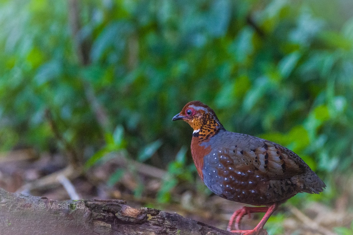 Chestnut-breasted Partridge - Micah Rai