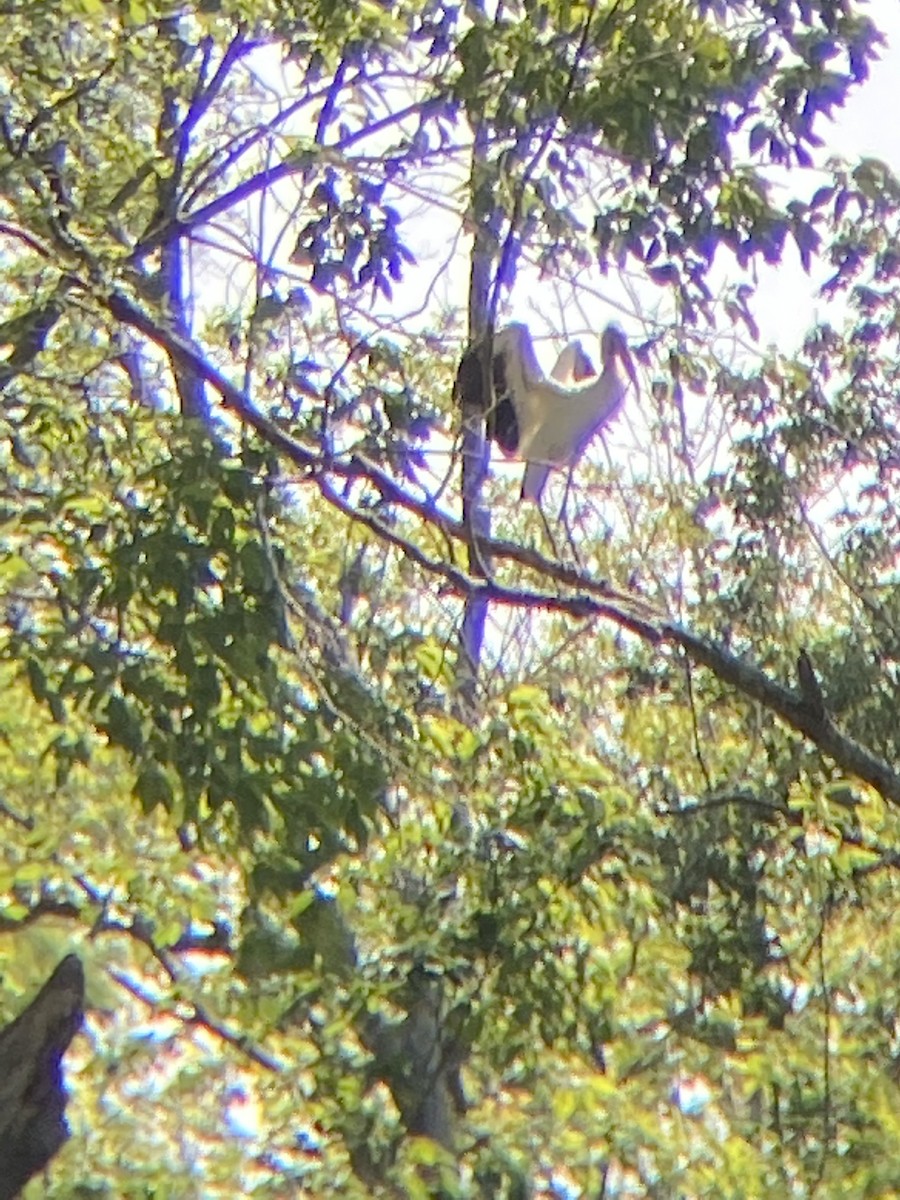 アメリカトキコウ - ML581486091