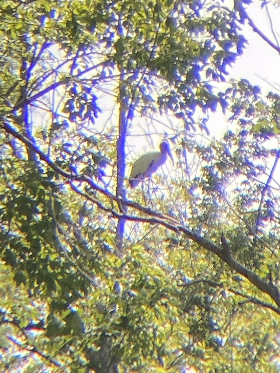 アメリカトキコウ - ML581486101