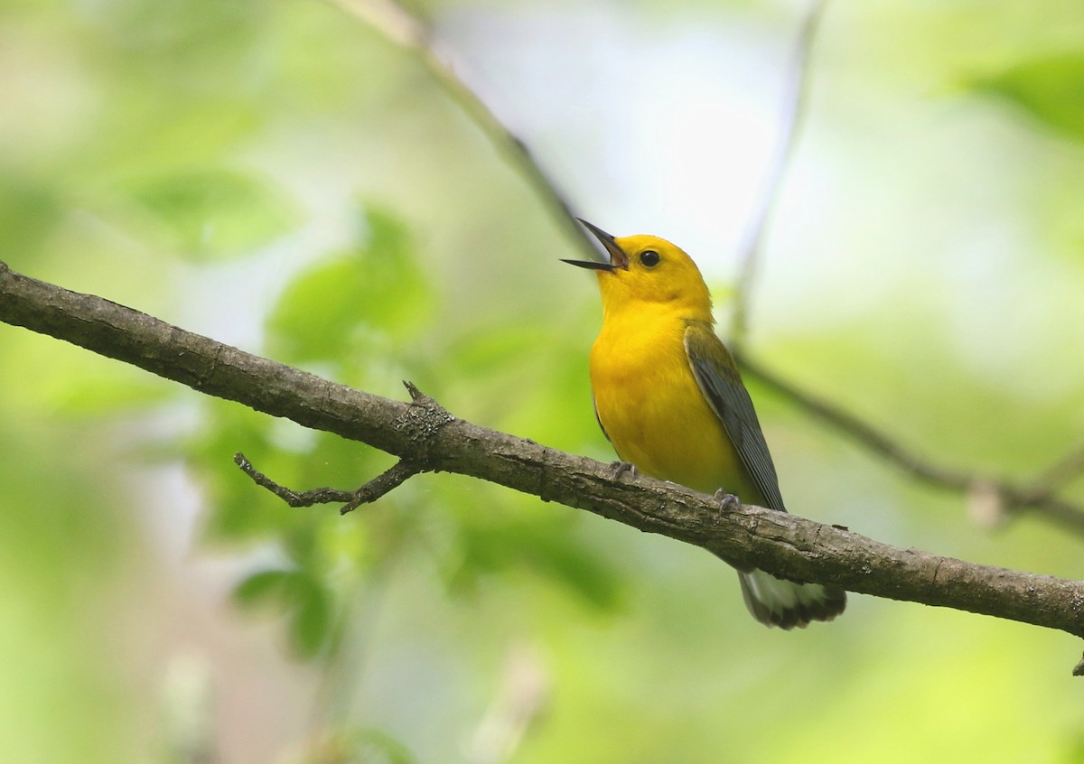 Prothonotary Warbler - ML581486871