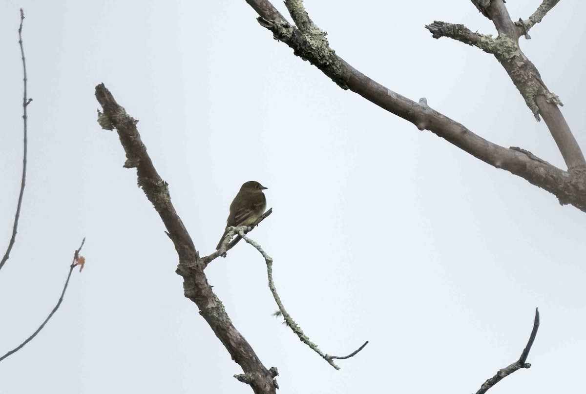 Alder Flycatcher - ML581486991