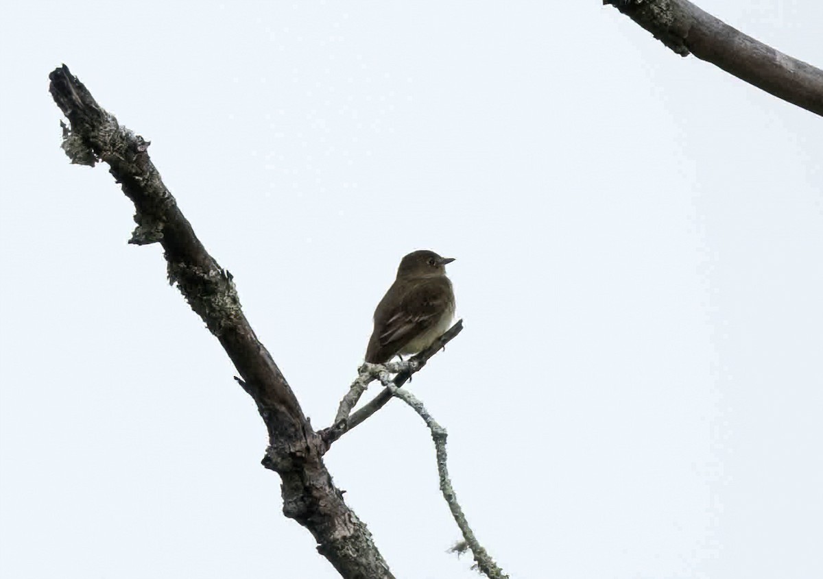 Alder Flycatcher - ML581487251