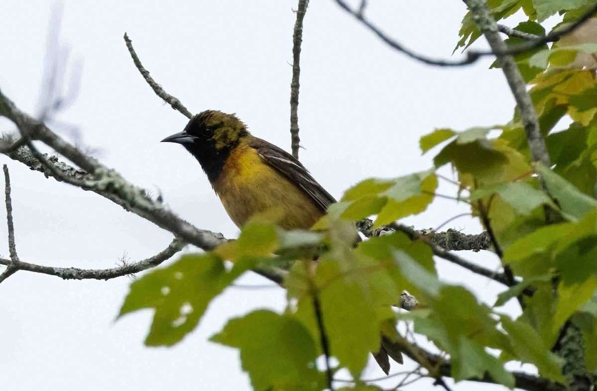 Orchard Oriole - P Carl