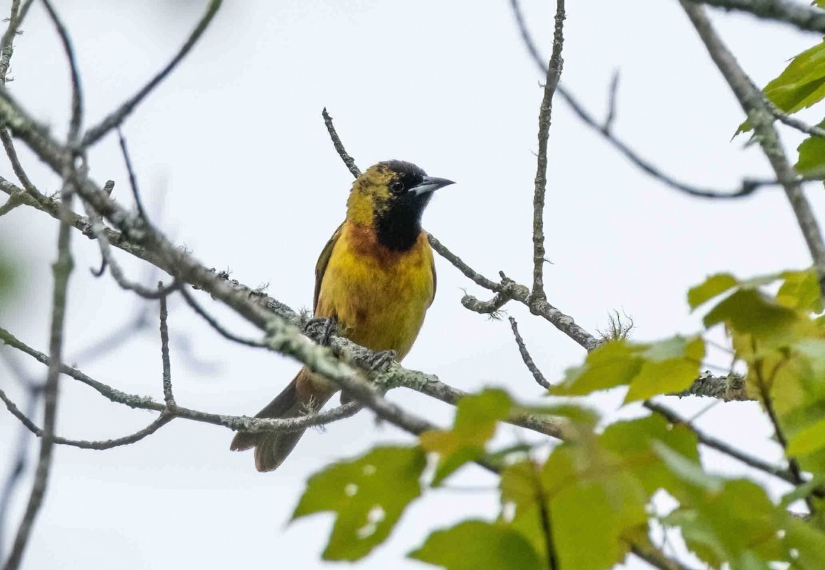 Orchard Oriole - P Carl